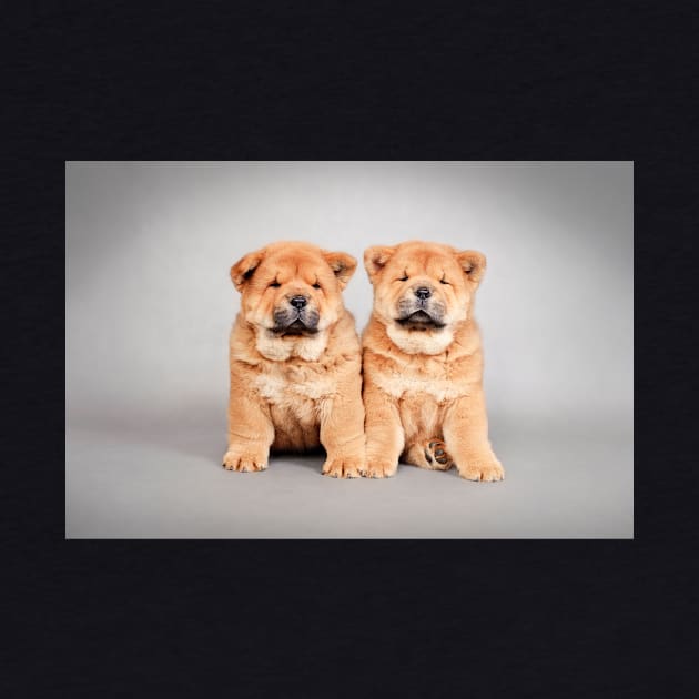 Chow chow  puppies by PetsArt